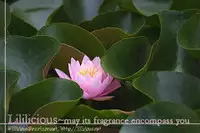 [Natsuko Asou] Piano Lesson (Mist Magazine 3/08) [English]