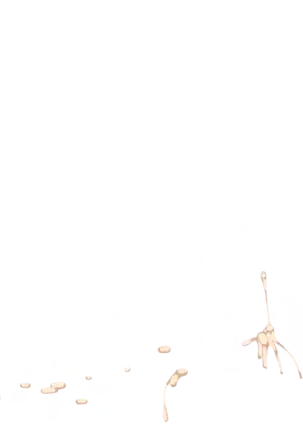 Yuuka-Chirabatta Daiyoukai no Kakera-