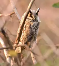 [Buriki Daiou (Emonzu)] Eromanga Nihon Mukashibanashi (Yamauba Hen) [Classical Chinese] [虎斑木菟漢化] [Digital]